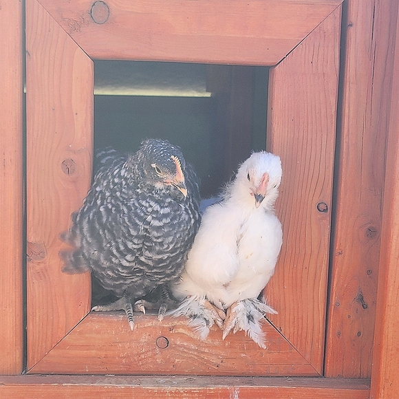 VETERANS DAY SALE - Picture 4 of 11